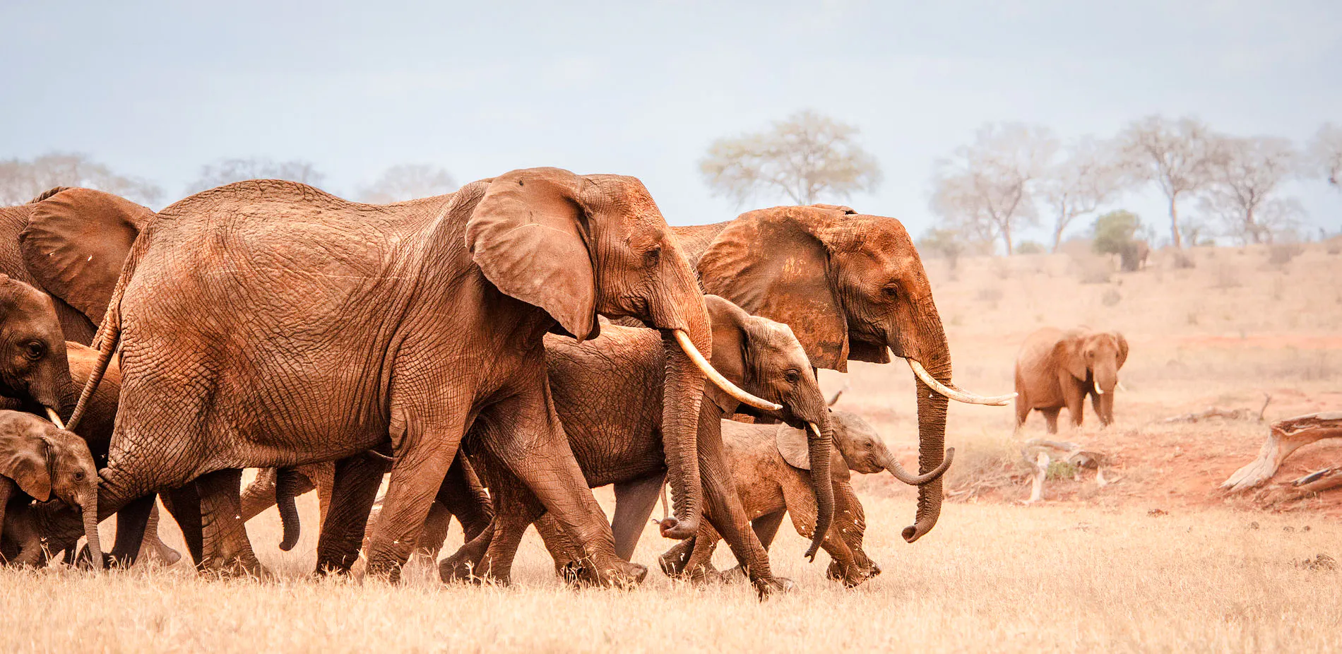 Elephants walking in a group at David Sheldrick Elephant Orphanage, Nairobi.