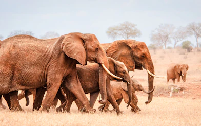 Elephants walking in a group at David Sheldrick Elephant Orphanage, Nairobi.