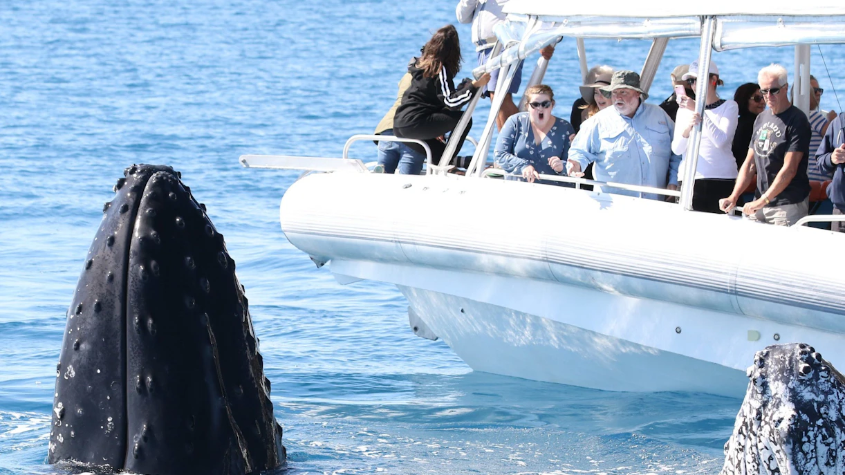 Tourists on a boat watch two humpback whales surface in Hervey Bay.