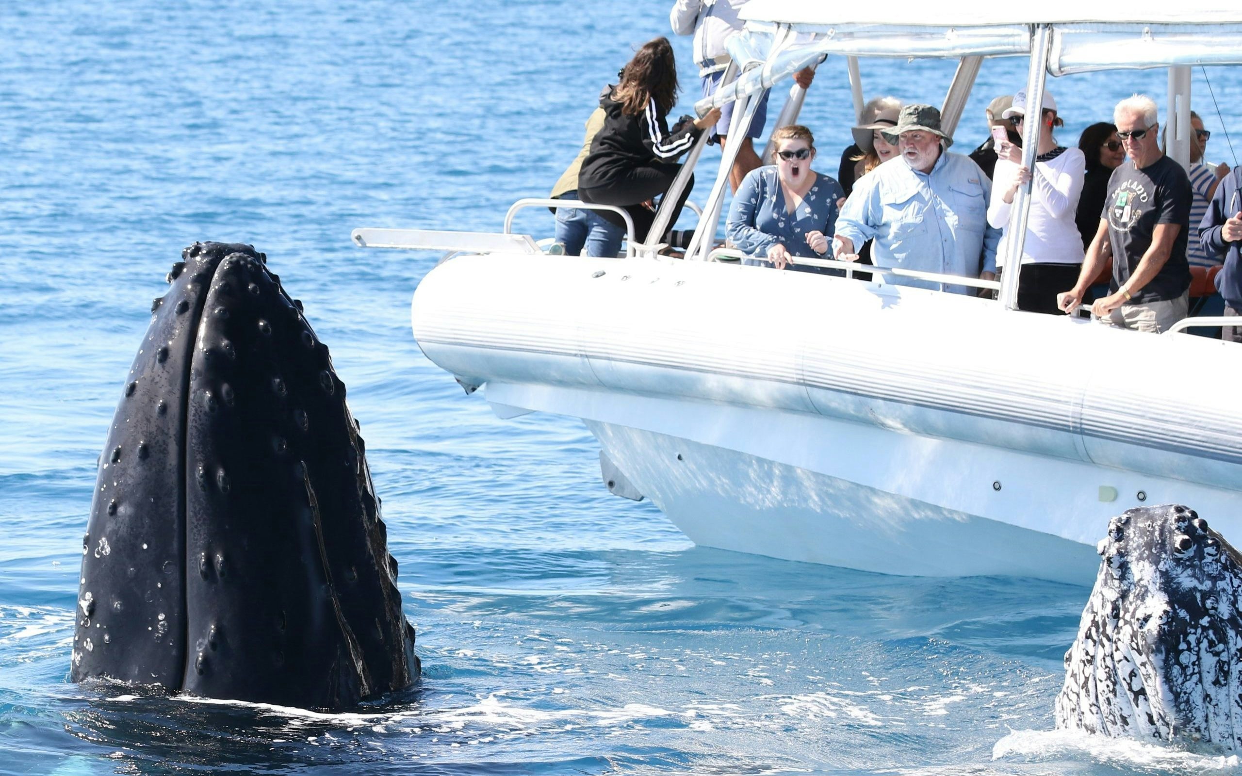 Tourists on a boat watch two humpback whales surface in Hervey Bay.