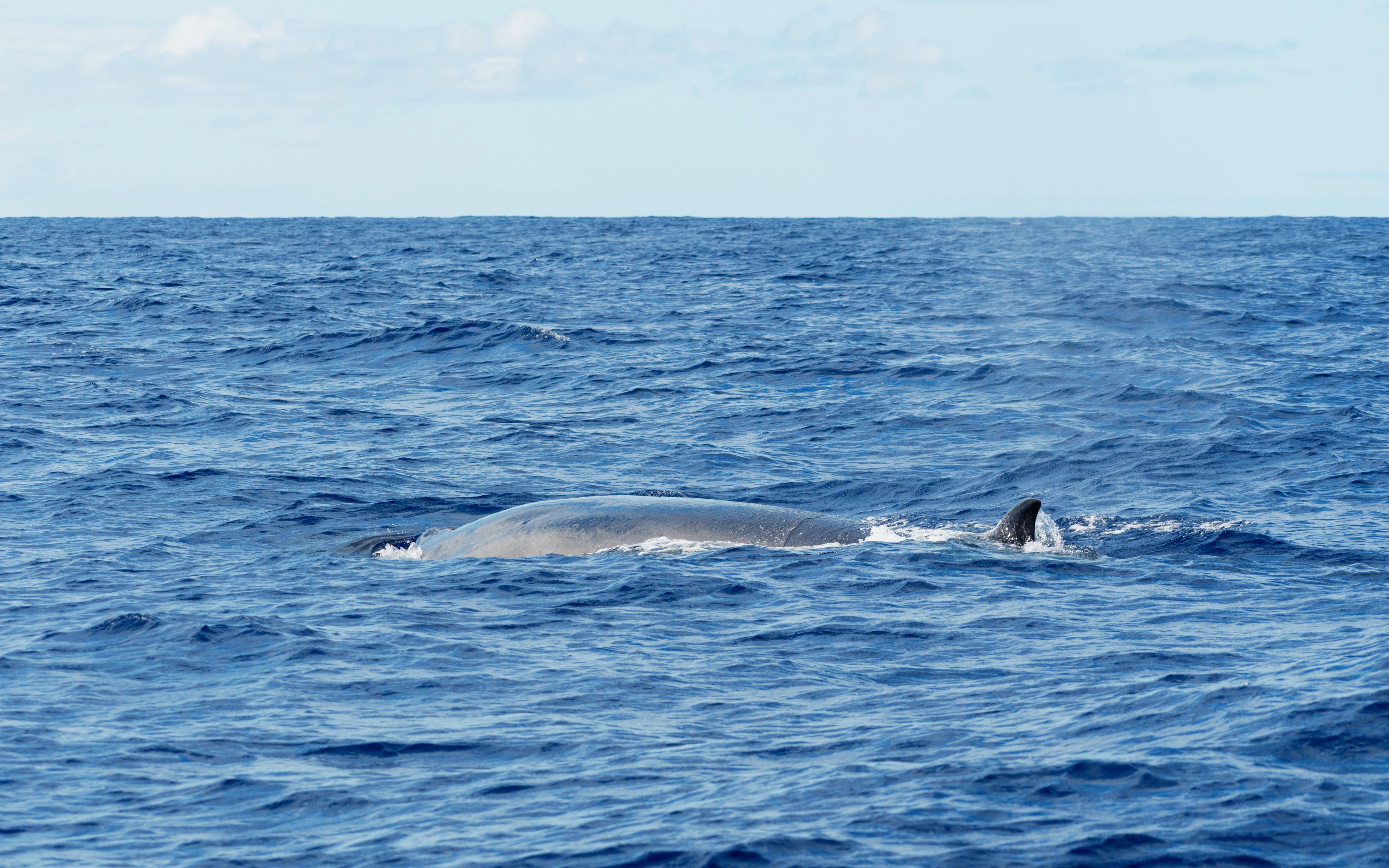 Sei whale surfacing