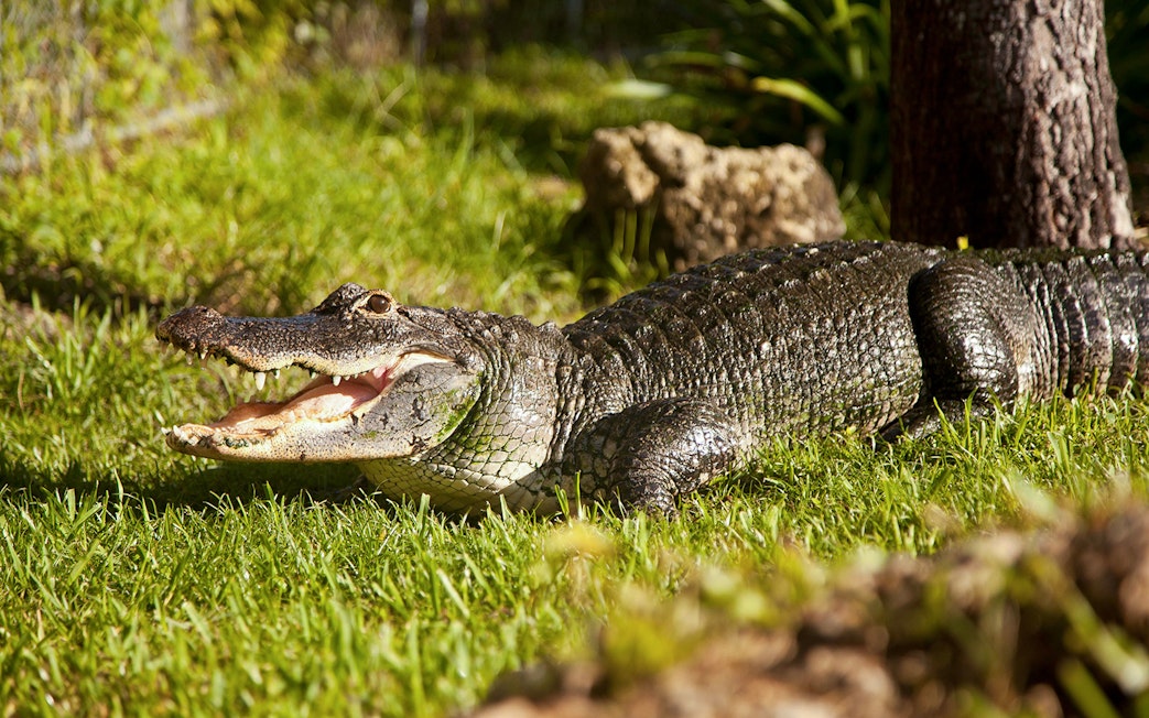 Alligator on grass in Everglades reptile exhibit.