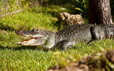 Alligator on grass in Everglades reptile exhibit.