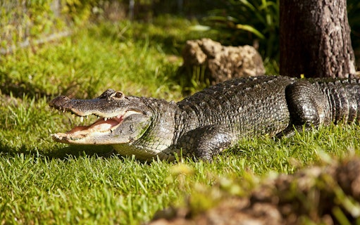 Alligator on grass in Everglades reptile exhibit.