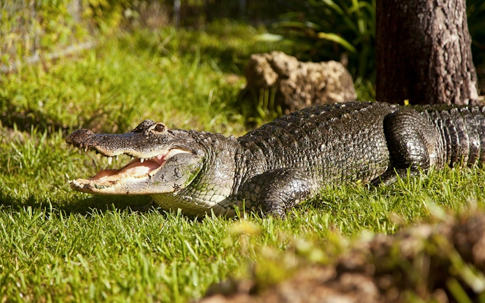 Alligator on grass in Everglades reptile exhibit.