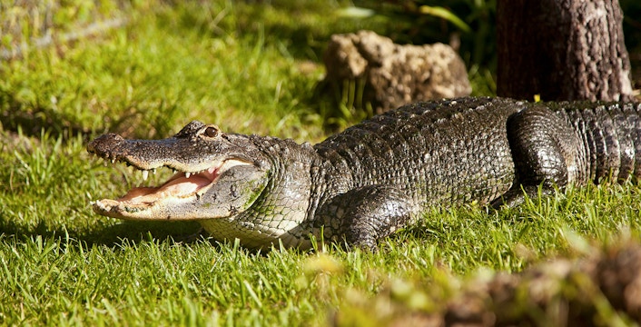 Crocodiles inside Safari Park