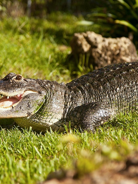 Alligator on grass in Everglades reptile exhibit.