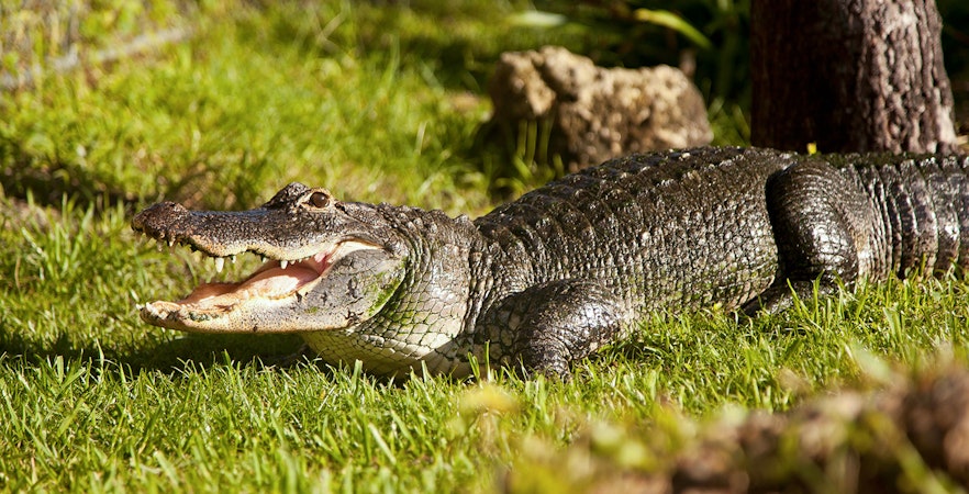 Crocodiles inside Safari Park