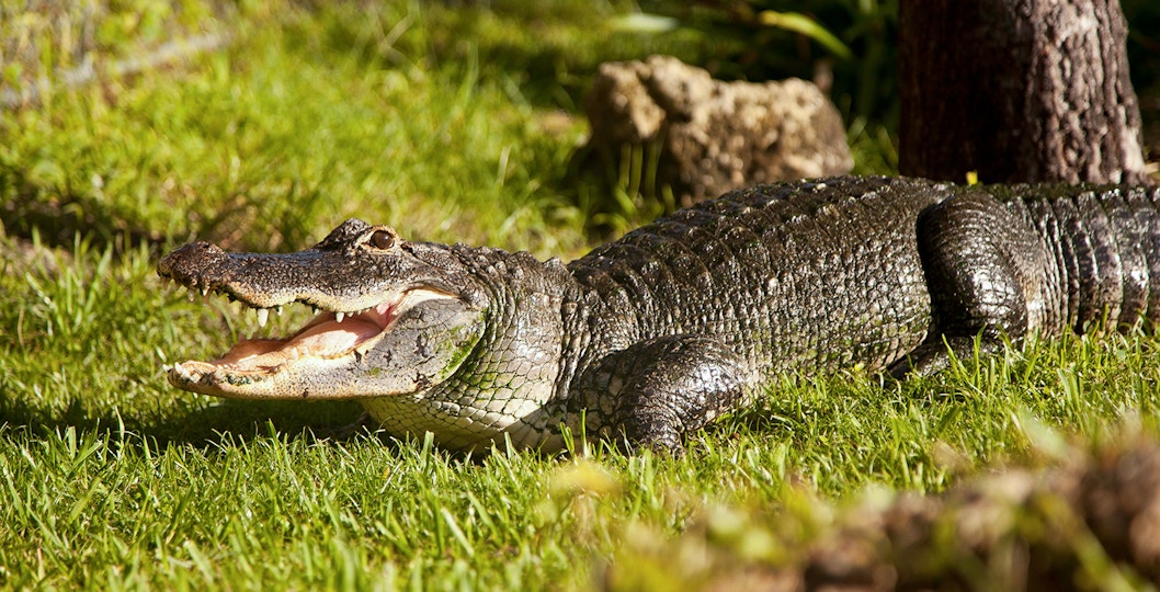 Crocodiles inside Safari Park