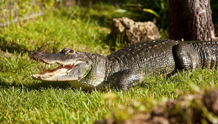 Alligator on grass in Everglades reptile exhibit.