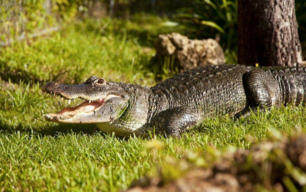 Alligator on grass in Everglades reptile exhibit.