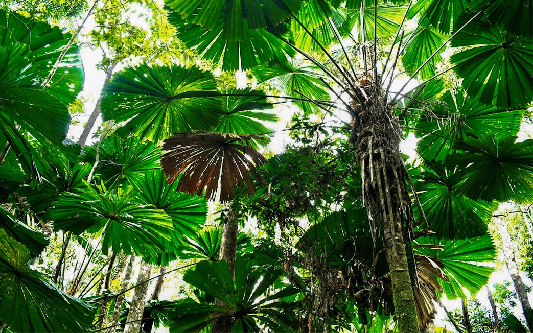 Lush rainforest canopy in Cape Tribulation, featuring large fan-shaped leaves.
