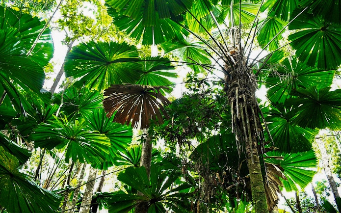 Lush rainforest canopy in Cape Tribulation, featuring large fan-shaped leaves.