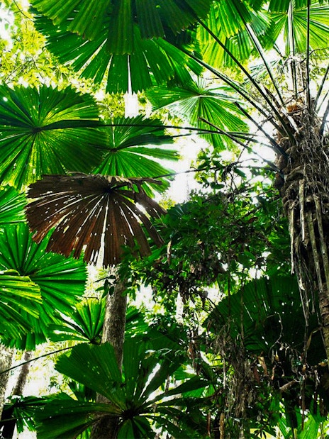 Lush rainforest canopy in Cape Tribulation, featuring large fan-shaped leaves.