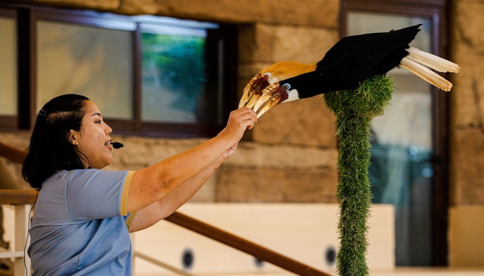 Trainer interacting with a hornbill during a live show at Dubai Safari Park.