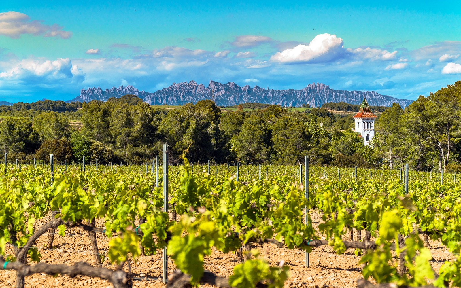 Vineyards at Penedes wine region with a beautiful cellar tower and the Montserrat Range in the distance