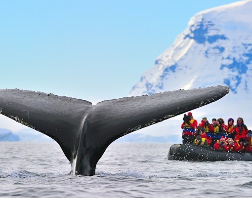 Whale watching in Iceland