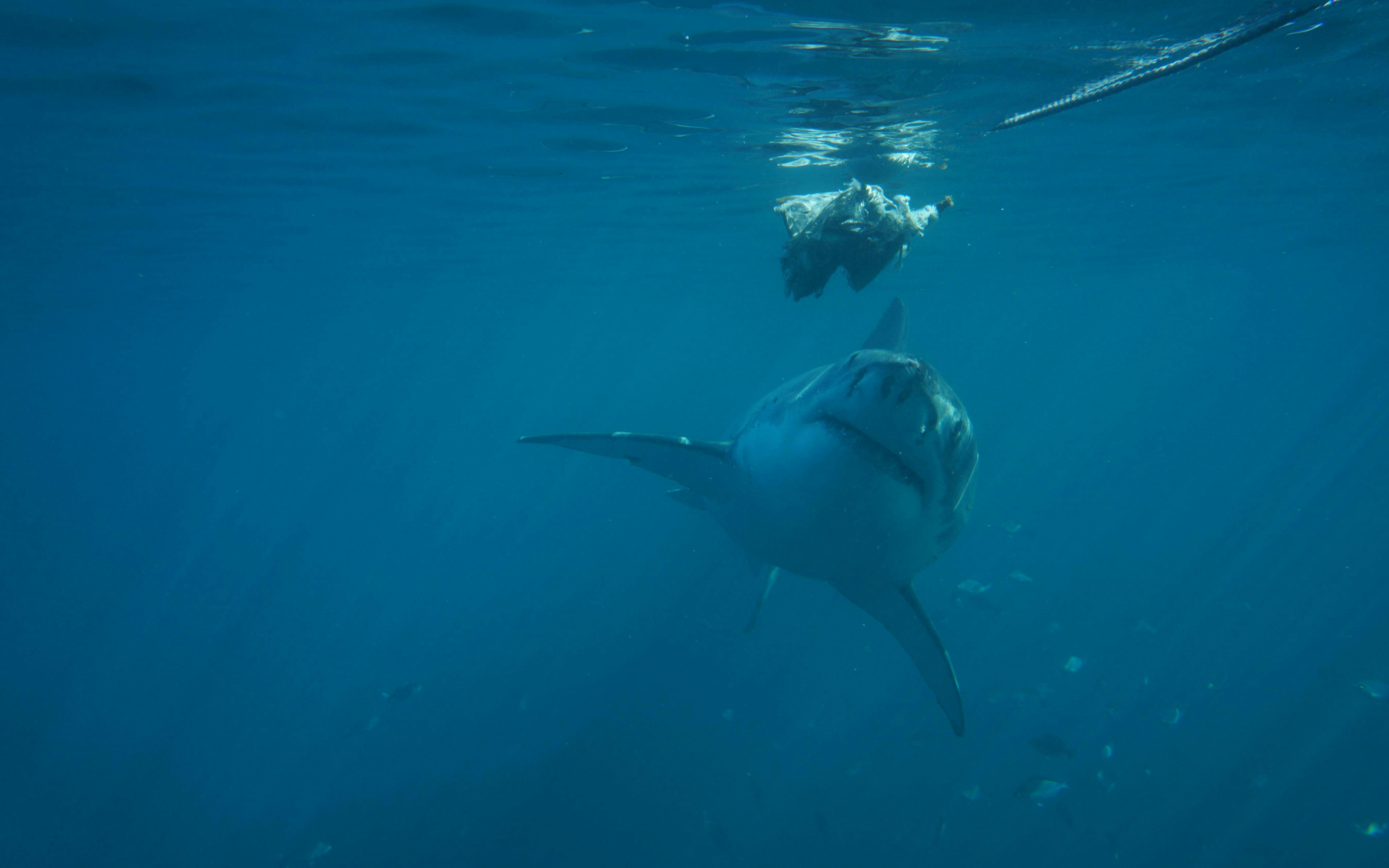 Great white shark approaching bait during Gansbaai cage diving excursion.