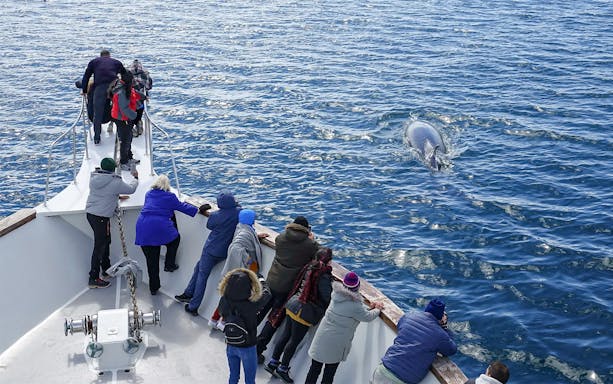 Guests on boat deck watching whale in Reykjavik tour.