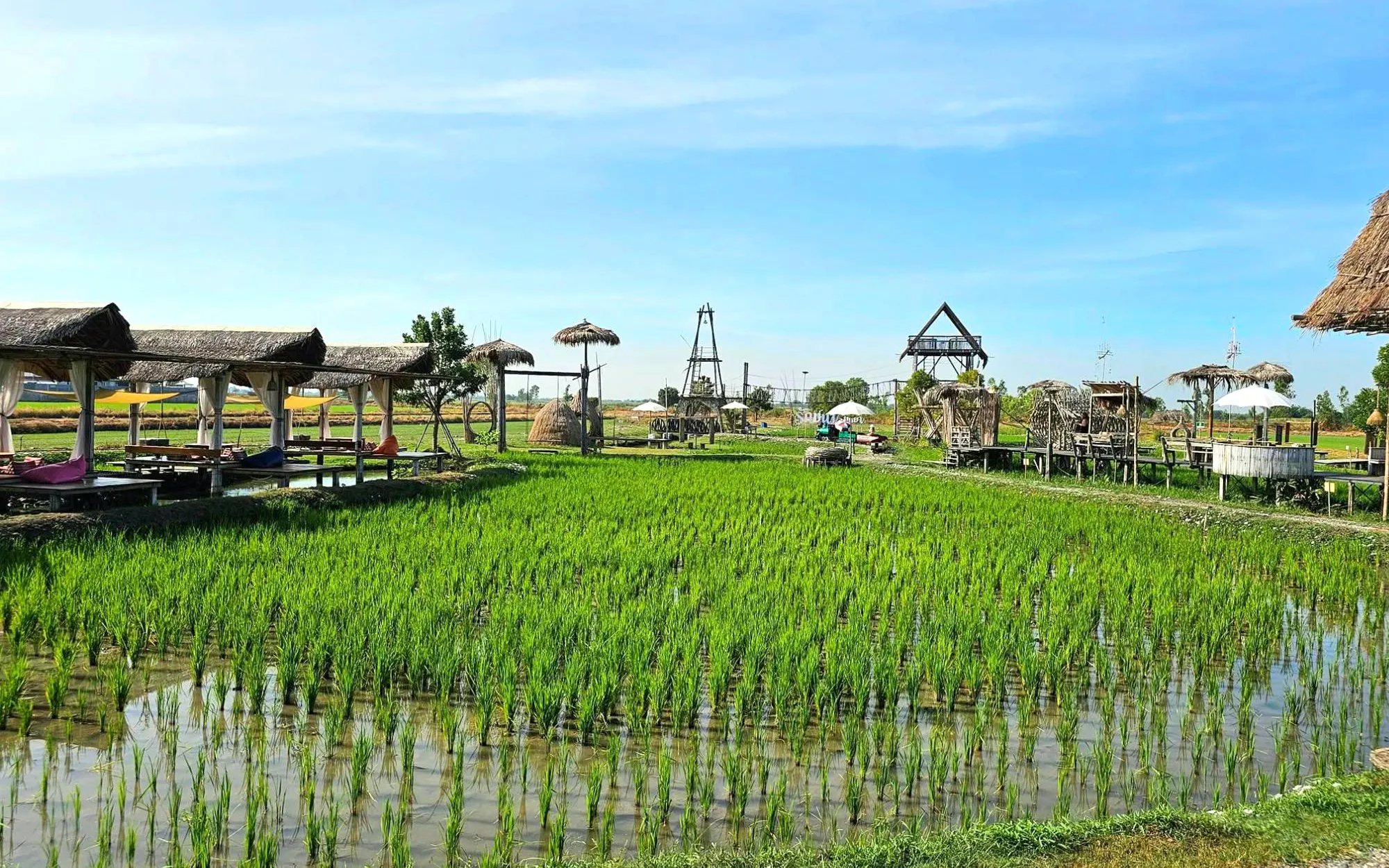 Rice fields with wooden huts at Rak na cafe, showcasing rural landscape and traditional architecture.
