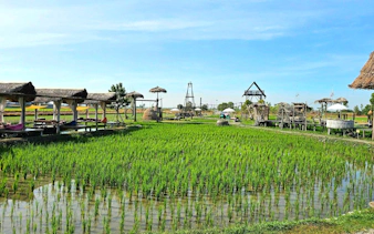 Rice fields with wooden huts at Rak na cafe, showcasing rural landscape and traditional architecture.