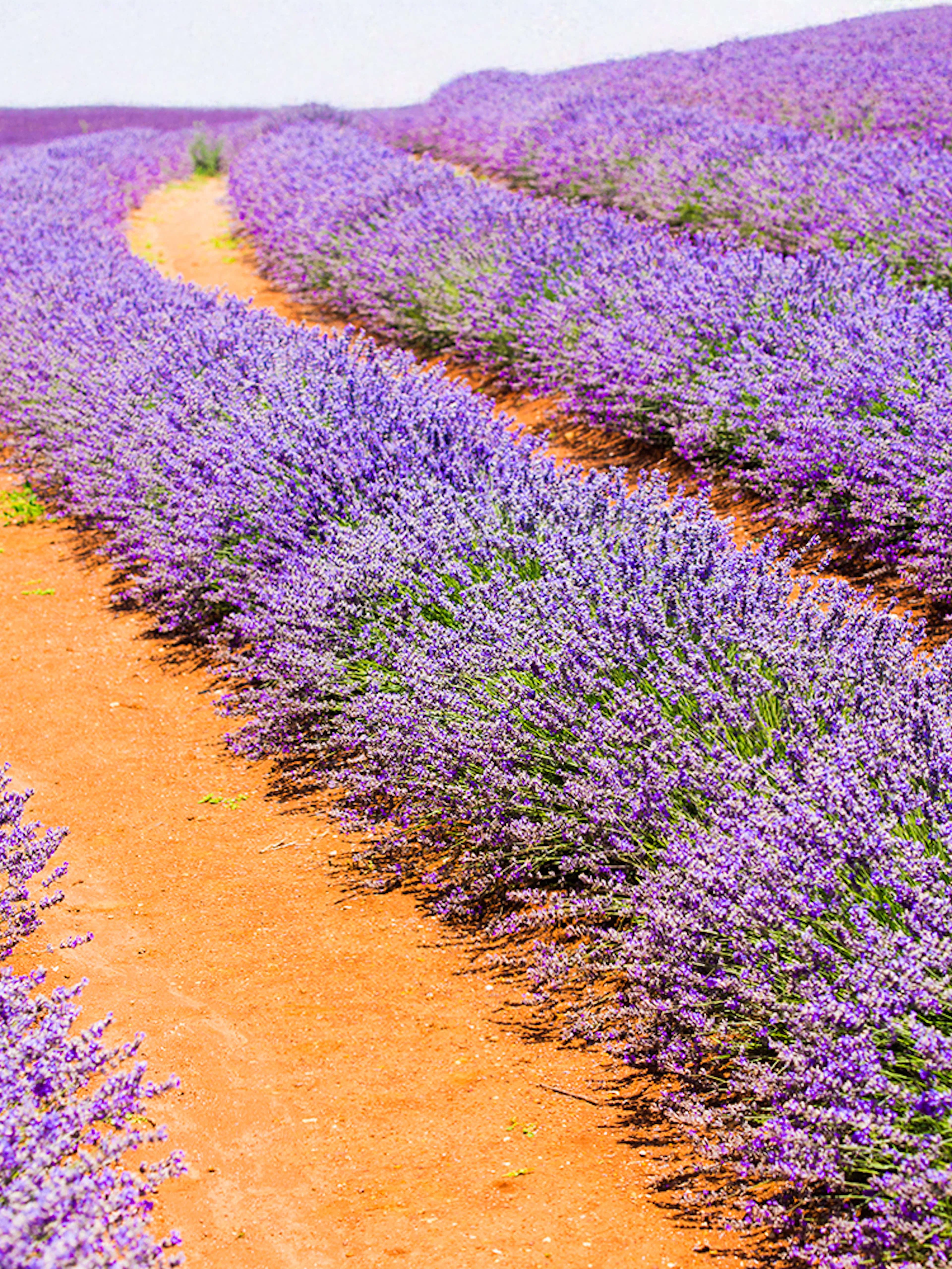 Lavender fields in bloom, Tasmania, Australia.