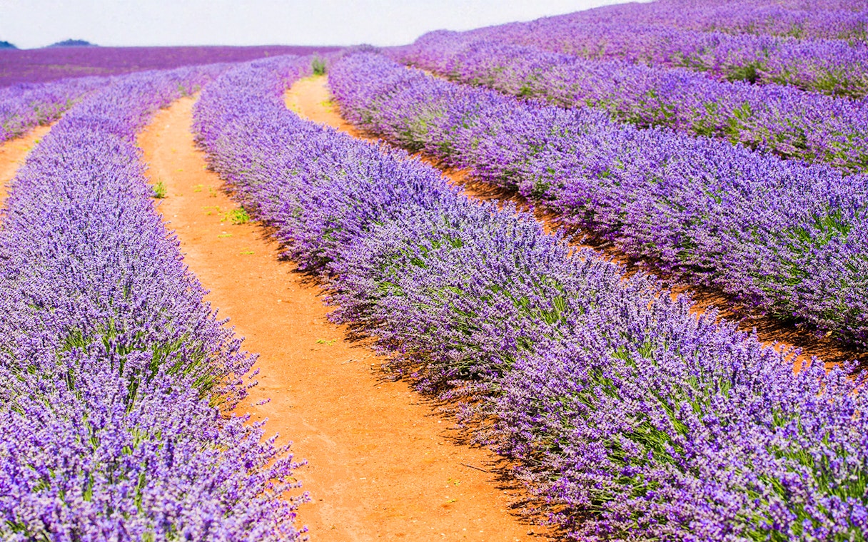 Lavender fields in bloom, Tasmania, Australia.