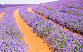 Lavender fields in bloom, Tasmania, Australia.