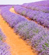 Yanchep Lavender Farm / Chocolate Drops Tearoom