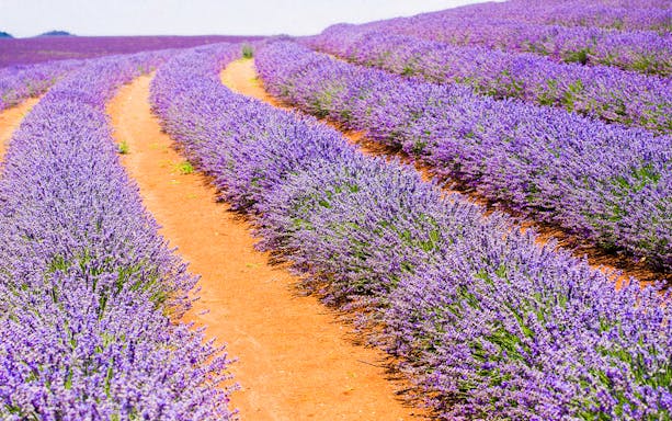 Lavender fields in bloom, Tasmania, Australia.