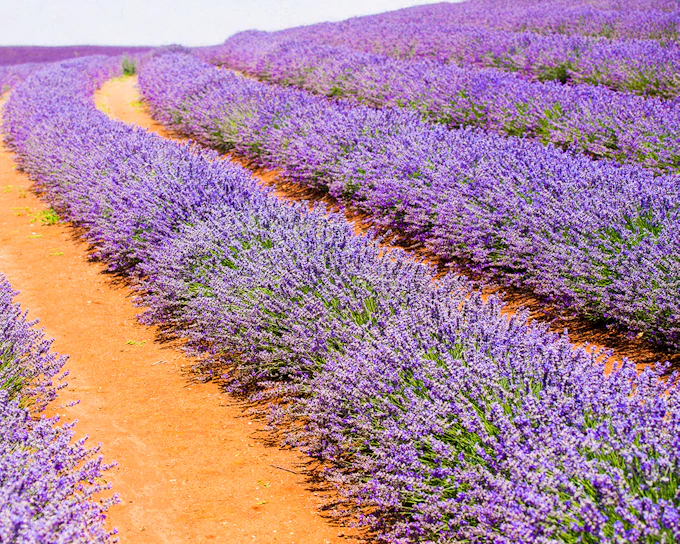Pinnacles, Lobster Shack, & Lavender Farm Tour with Round-Trip Transfers