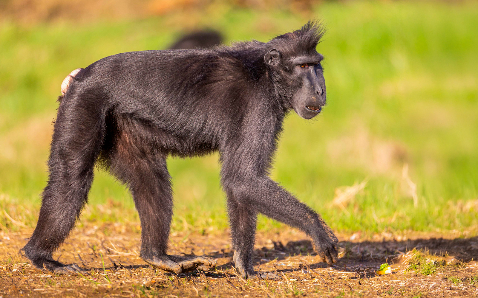 Macaque walking on grass at London Zoo.