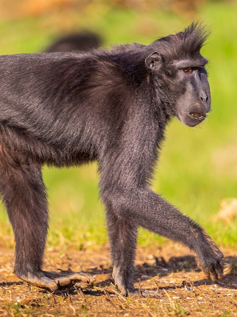 Macaque walking on grass at London Zoo.