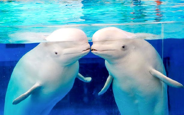 Beluga whales in an aquarium at Hakkeijima Sea Paradise, Yokohama.