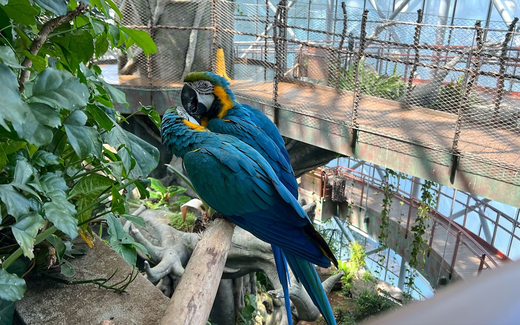 Parrots perched in the indoor rainforest at Green Planet Dubai.