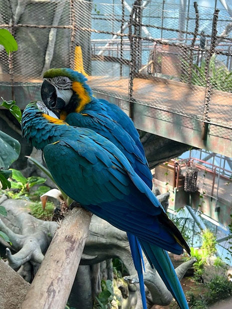 Parrots perched in the indoor rainforest at Green Planet Dubai.