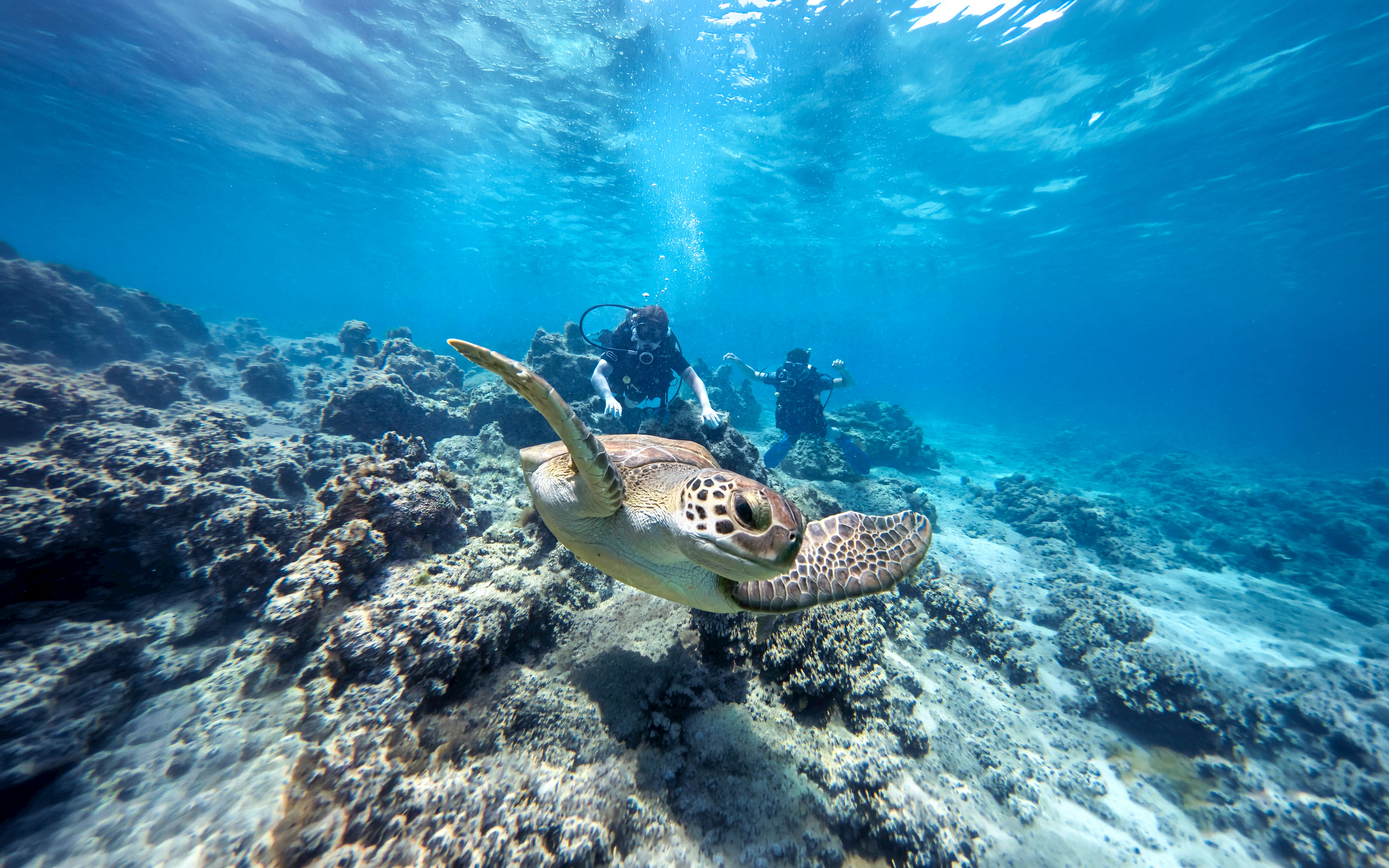 Divers exploring underwater with a sea turtle in Green Bay.