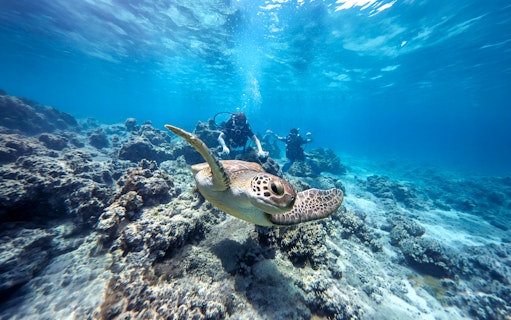 Divers exploring underwater with a sea turtle in Green Bay.
