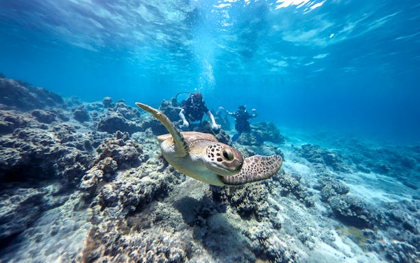 Divers exploring underwater with a sea turtle in Green Bay.