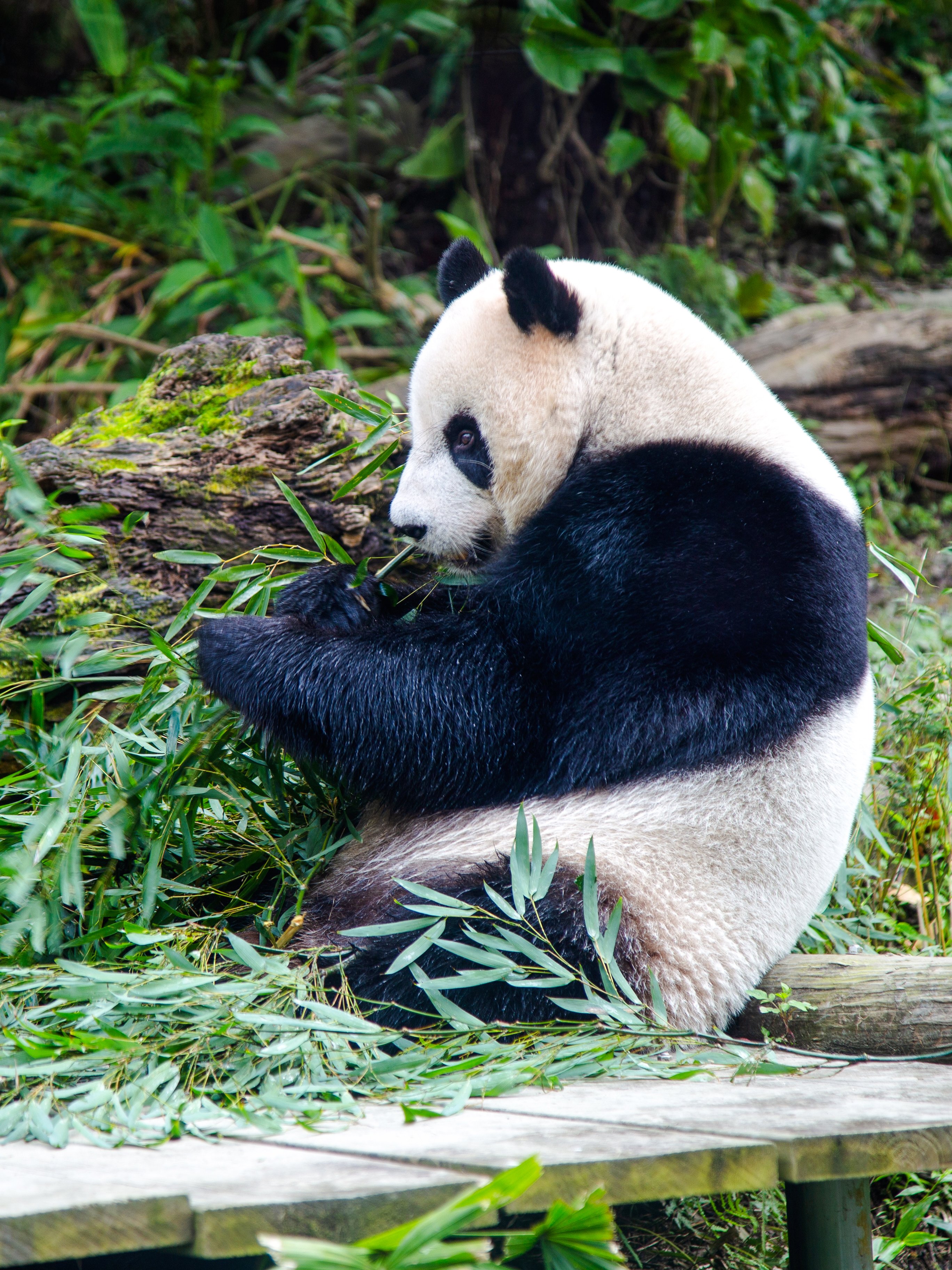 Panda eating bamboo leaves at Taipei Zoo.