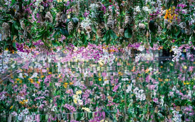 Hanging orchids reflected in mirrors at teamLab Borderless Museum, Tokyo.