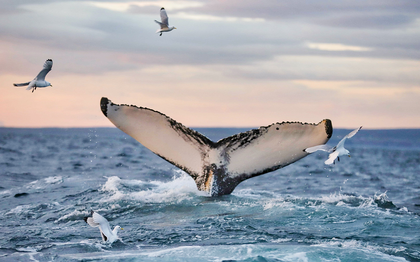Whale fluke with birds during Gentle Giants Whale Watching Tour in Husavik.