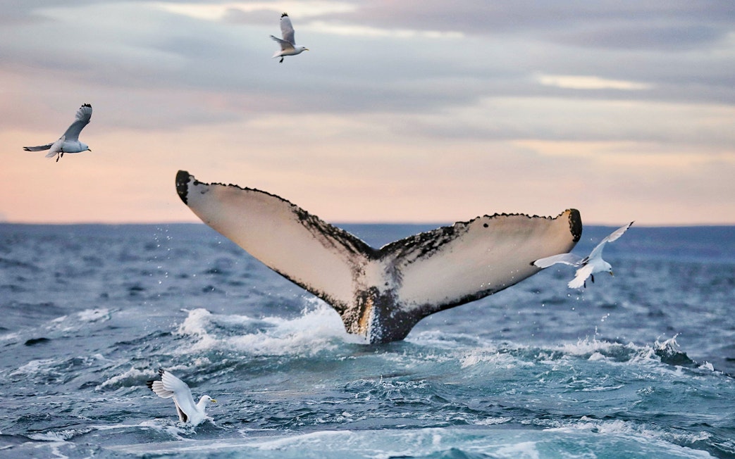 Whale fluke with birds during Gentle Giants Whale Watching Tour in Husavik.