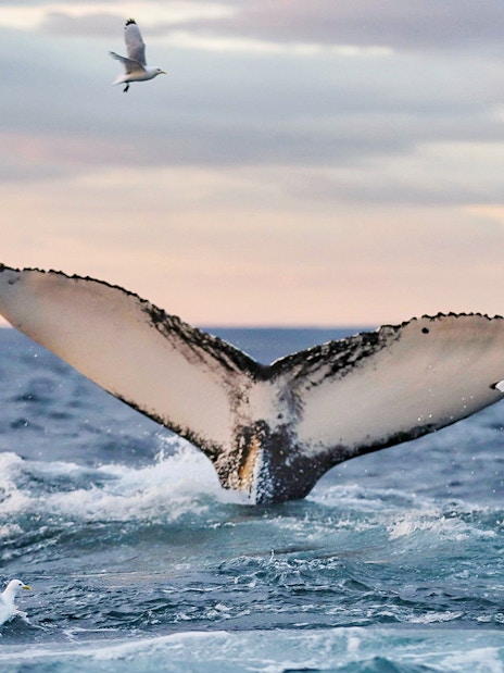 Whale fluke with birds during Gentle Giants Whale Watching Tour in Husavik.