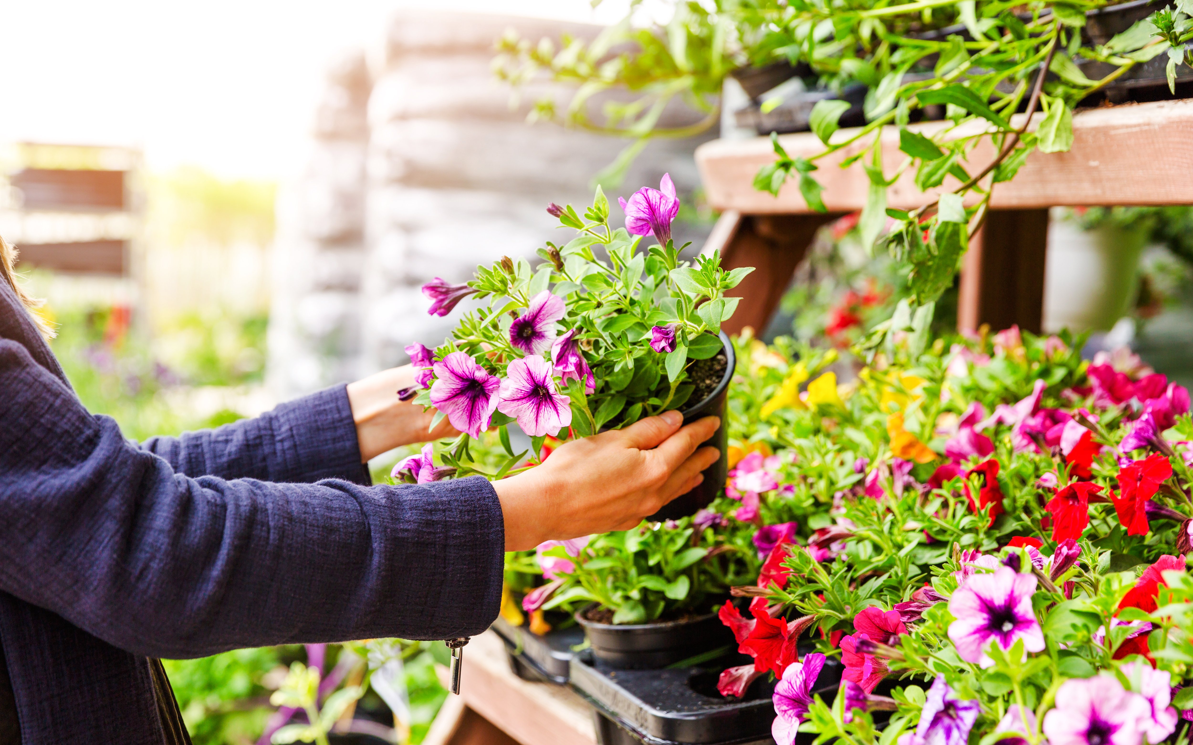 Visitor selecting vibrant flowers at Sigurta Park, Italy.