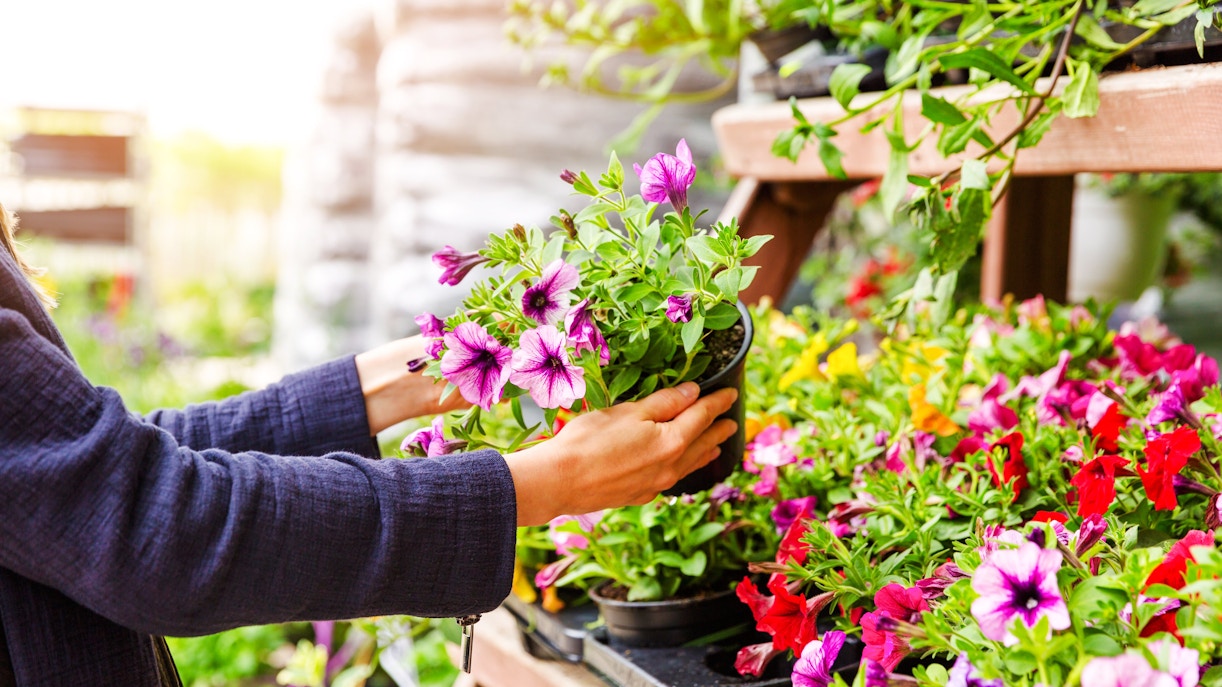 Visitor selecting vibrant flowers at Sigurta Park, Italy.