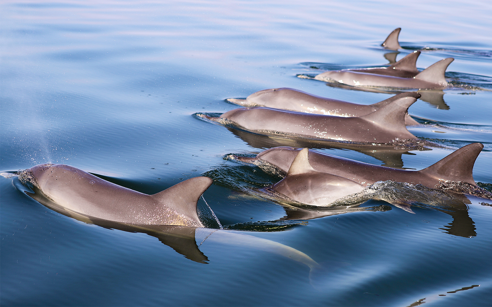 Dolphins swimming in a calm ocean.
