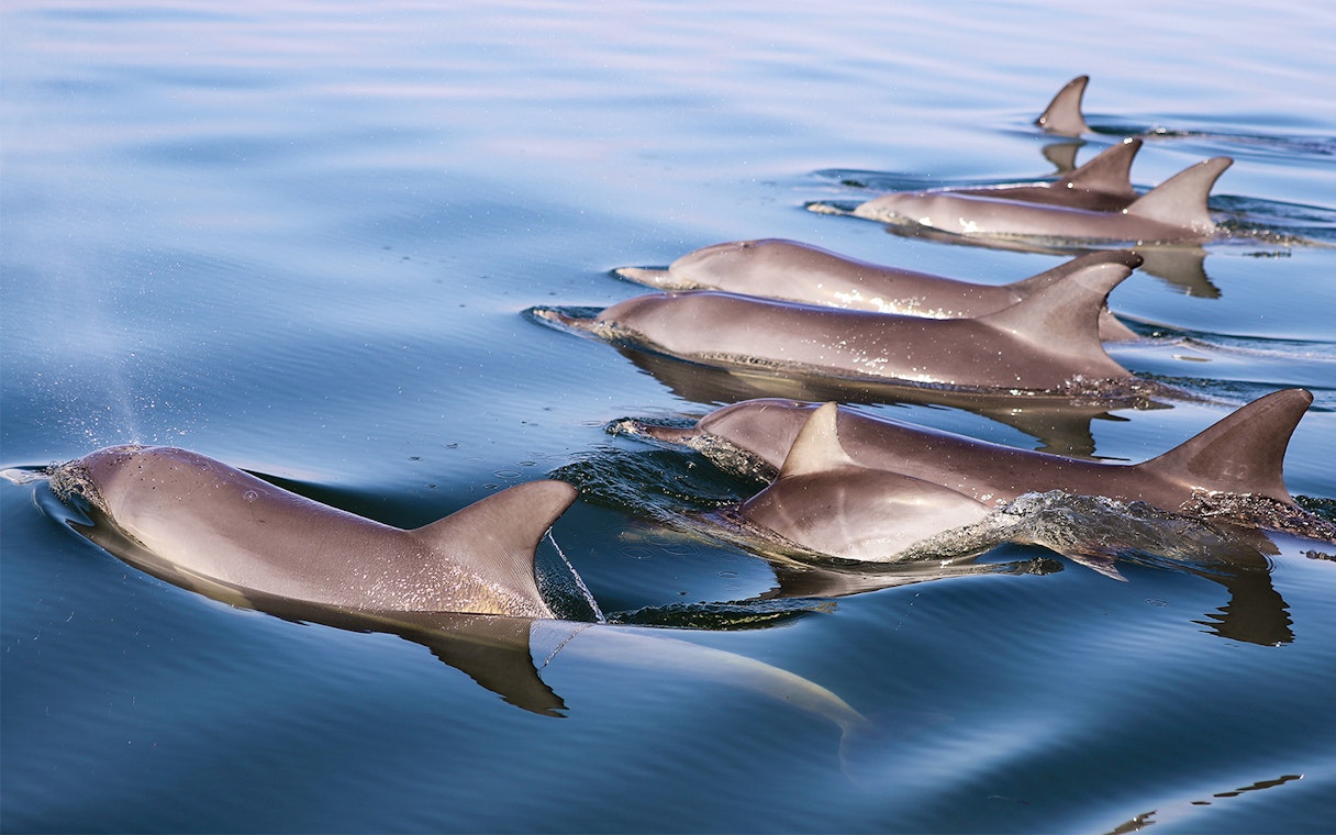 Dolphins swimming in a calm ocean.