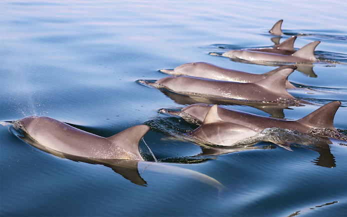 Dolphins swimming in a calm ocean.