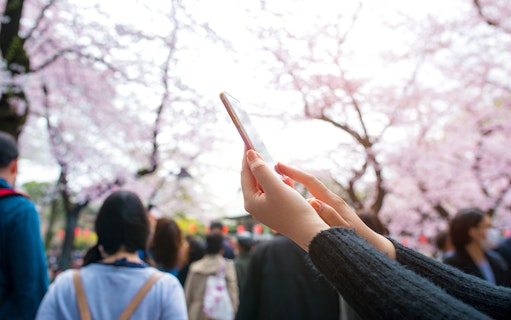 Hands holding a smartphone among cherry blossoms in Tokyo, Japan.